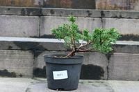 Jałowiec chiński Shimpaku - Juniperus chinensis 0071