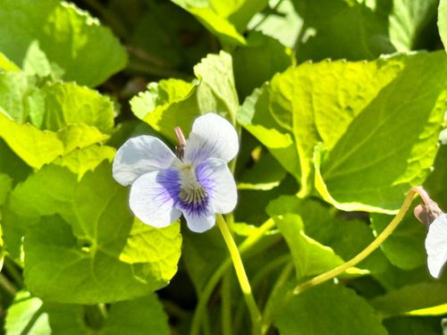 Fiołek Motylkowy 'Priceana' (Viola sororia) Doniczka 1.0L na Arena.pl