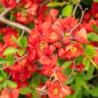 Pigwowiec pośredni 'Clementine' Pomarańczowe kwiaty (Chaenomeles superba)