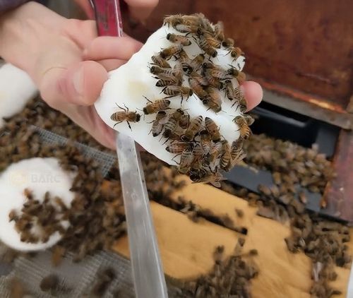 Pokarm dla pszczół ciasto APIFONDA świeży FONDANT 2,5 x 5 SUDZUCKER na Arena.pl