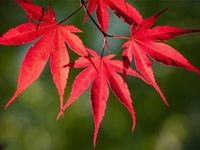 Klon palmowy ATROPURPUREUM Acer palmatum Czerwony Sadzonki w doniczkach