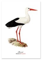 Plakat cyfrowy do wydruku bocian Poland
