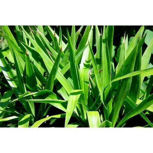 PODŁOŻE DO KWIATÓW ROŚLIN i PALM ZIEMIA UNIWERSALNA Z NAWOZEM COMPO na Arena.pl