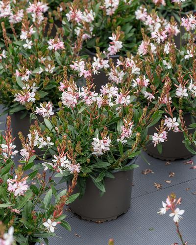 Gaura Lindheimera Graceful Blush miododajna na Arena.pl