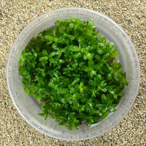 Rotala colorata na Arena.pl