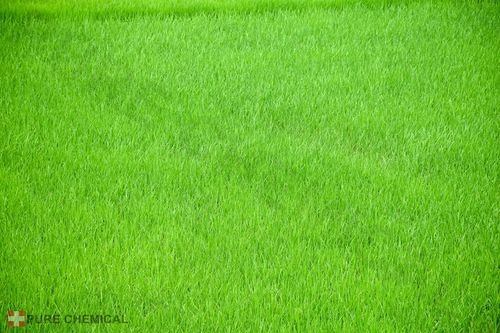 SIARCZAN ŻELAZA II ANTYMECH NAWÓZ DO TRAWY CZYSTY NIEZBRYLONY 25kg na Arena.pl