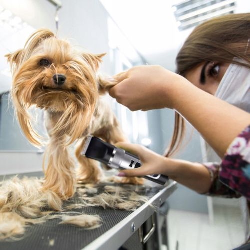 MASZYNKA DO STRZYŻENIA PSA ZWIERZĄT ZESTAW PSÓW BEZPRZEWODOWA CICHA LCD 9W na Arena.pl