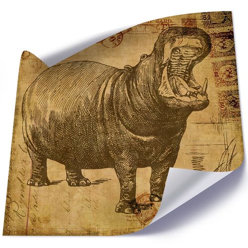 Plakat, Afrykański hipopotam 40x40 na Arena.pl