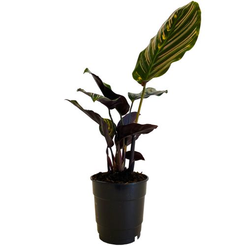 KALATEA KALATHEA SANDERIANA 40cm na Arena.pl