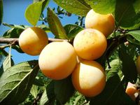 Śliwa RENKLODA ULENA smaczny żółty owoc