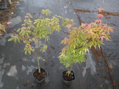 Klon palmowy Ukigumo unikatowy 40-60cm P14 na Arena.pl