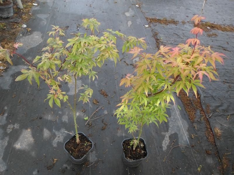 Klon palmowy Ukigumo unikatowy 40-60cm P14 zdjęcie 8