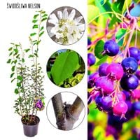 Świdośliwa Nelson deserowy smak KRZEW 40-70 cm