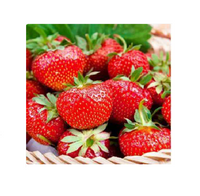 ŁATWA W UPRAWIE TRUSKAWKA odmiana DUKAT, 10 szt. sadzonek ukorzenionych