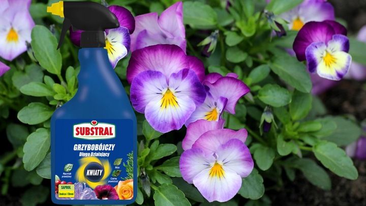 SAPROL GRZYBOBÓJCZY środek KWIATY: ZWALCZA CHRONI zdjęcie 4