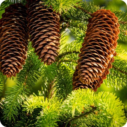 Siarkopol Jesienny Nawóz Pod Iglaki 25KG Bez Azotu Chroni Przed Mrozem na Arena.pl