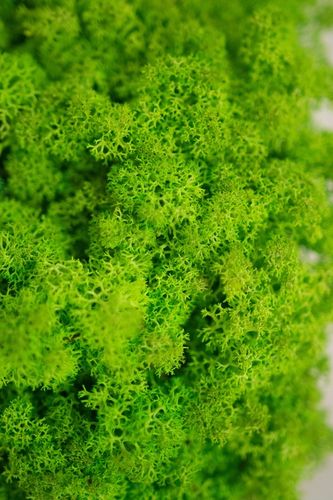 MECH + ODŻYWKA Chrobotek 500 0.5kg CZYSTY 3 KOLORY BOX + ODŻYWKA na Arena.pl