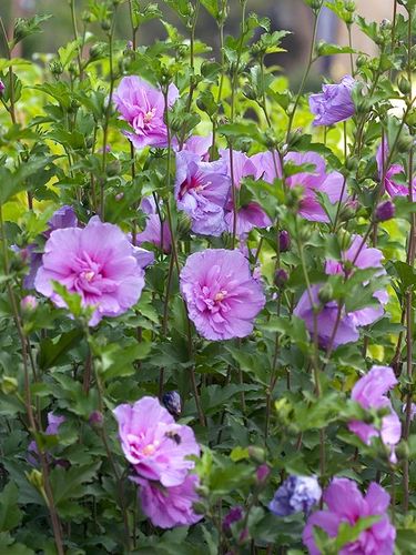 Ketmia syryjska Lavender Chiffon ® P9 E na Arena.pl