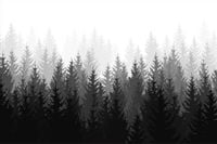 Fototapeta Las Czarno-Biały NATURA do Sypialni 450x300