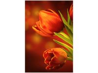 40X60CM CZERWONE TULIPANY OBRAZ