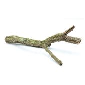 BioBranch 40cm Gałąź Dębu korkowego