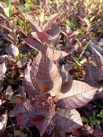 Czeremcha Novosibirsk sadzonka miododajne drzewo