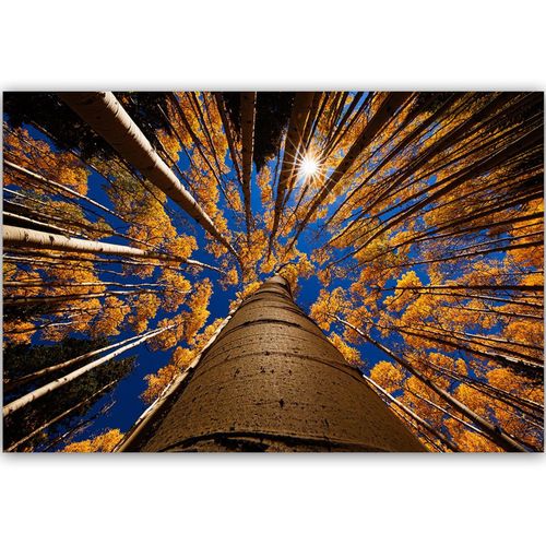 Obraz na płótnie – Canvas, korony drzew 60x40 na Arena.pl