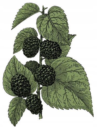 Chlorofil z morwy białej KONCENTRAT krople 30 ml na Arena.pl