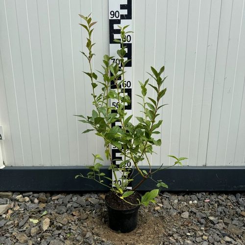 Zestaw Borówka amerykańska na Arena.pl