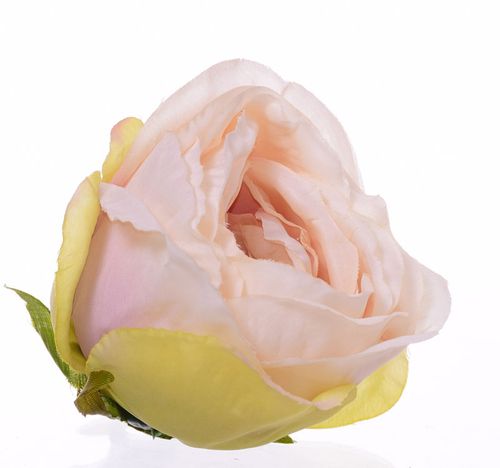 Róża wyrobowa morelowa na Arena.pl