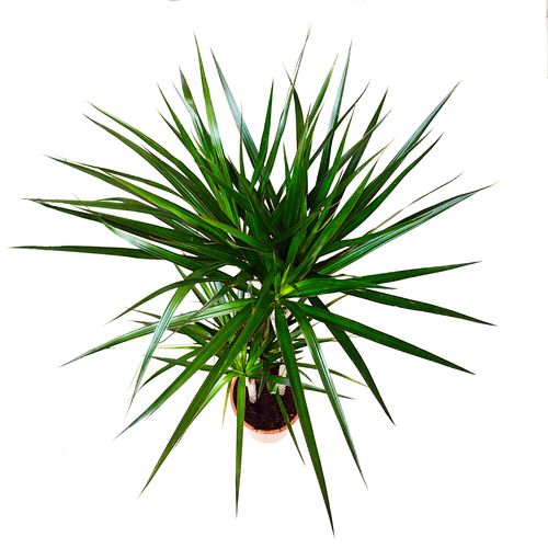 DRACENA MARGINATA 125 cm na Arena.pl