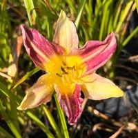 Liliowiec 'Blue Sheen' (Hemerocallis) P13