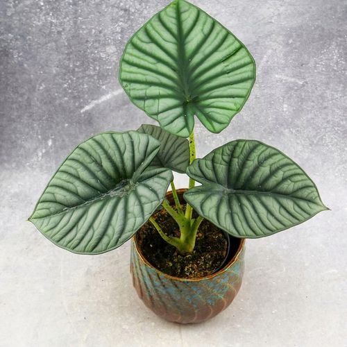 Zestaw do zrobienia podłoża przepuszczalnego, luźnego dla roślin 8L na Arena.pl