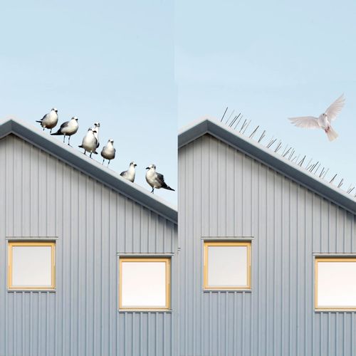 10x METALOWE KOLCE NA PTAKI GOŁĘBIE GĘSTE PRZECIW PTAKOM KUNOM NIERDZEWNE na Arena.pl