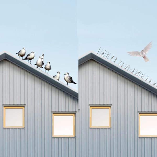 10x METALOWE KOLCE NA PTAKI GOŁĘBIE GĘSTE PRZECIW PTAKOM KUNOM NIERDZEWNE zdjęcie 6