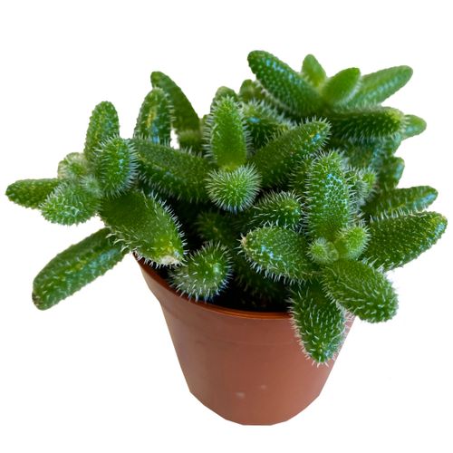 Delosperma Echinatum 8 cm na Arena.pl