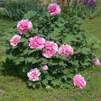 PEONIA DRZEWIASTA Paeonia suffruticosa NASIONA 40 sztuk - 10g.