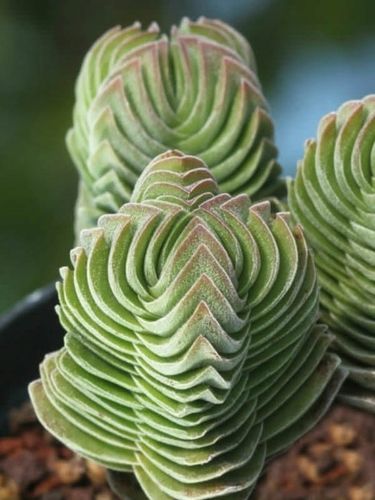 Crassula 'Buddha's Temple' Sukulent GRUBOSZ na Arena.pl