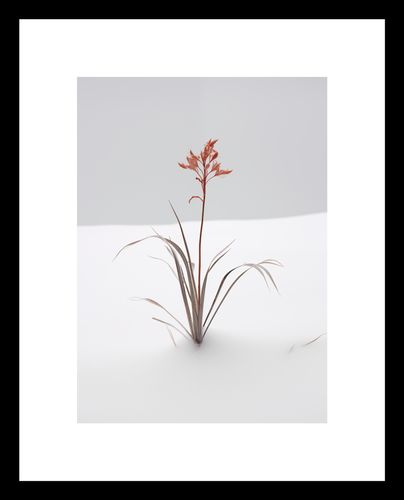 Plakat 13x18cm Subtelność Natury na Arena.pl