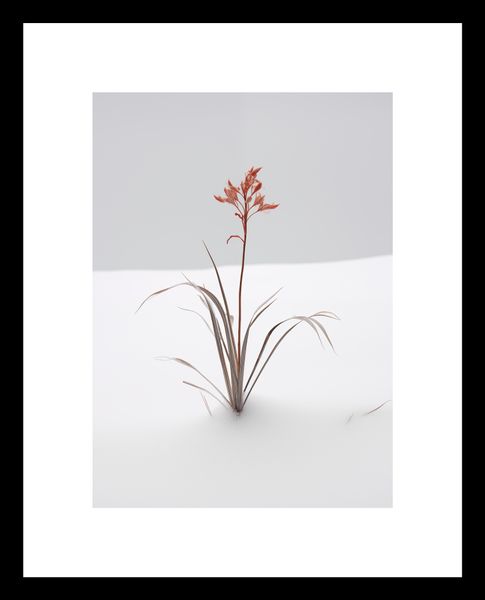 Plakat 13x18cm Subtelność Natury zdjęcie 3