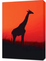 Obraz 50x70cm Żyrafa w Czerni
