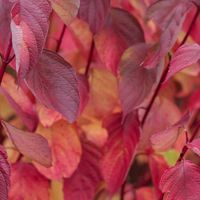 P9 DEREŃ SYBERYJSKI CORNUS SIBIRICA CZERWONE PĘDY ZIMĄ NAJŁADNIEJSZY