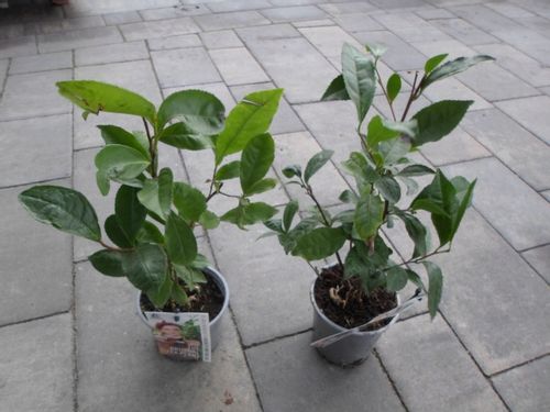 Herbata chińska camellia sinensis C1 na Arena.pl