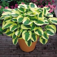 Funkia Hosta BRIM CUP Niska odmiana do 30cm Zielono-żółta Sadzonki 1L