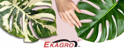 Keramzyt Ogrodniczy 50L 10-20 mm 15KG Drenaż do Warzyw Roślin na Arena.pl