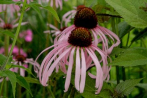 JEŻÓWKA BLADA Echinacea - sadzonki w doniczkach na Arena.pl
