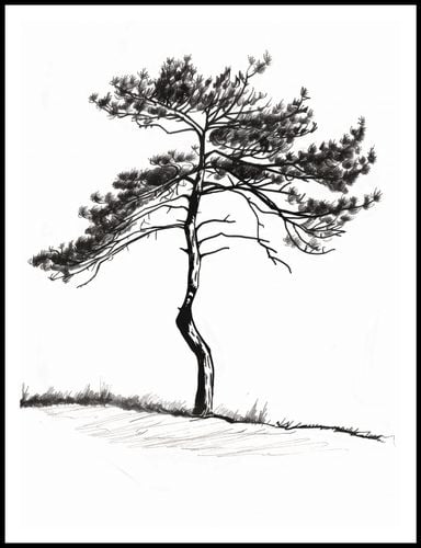 Plakat 75x100cm Samotna Sosna na Arena.pl