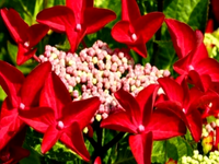 HORTENSJA OGRODOWA LADY IN RED Czerwone talerzyki