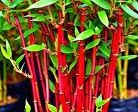Czerwony Bambus Fargezja 'Red Dragon' _ Fargesia _ Sadzonki p10