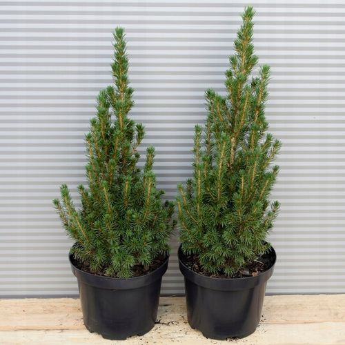 Świerk biały CONICA Choinka w doniczce Stożek bez formowania Sadzonki C3 na Arena.pl